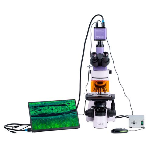 Микроскоп люминесцентный цифровой MAGUS Lum D400L LCD, фото , изображение 6