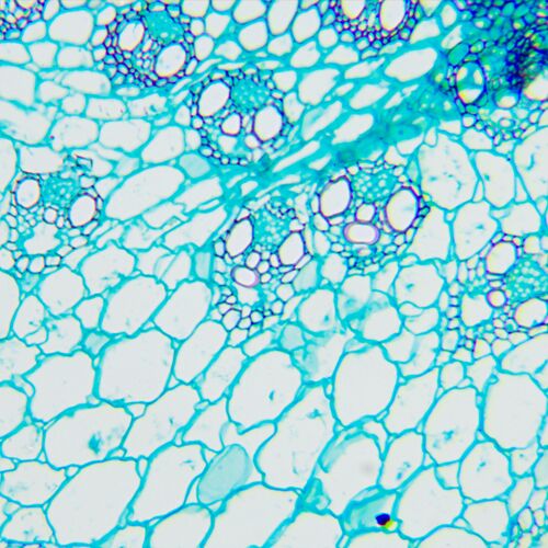 Микроскоп биологический MAGUS Bio 240B, фото , изображение 22