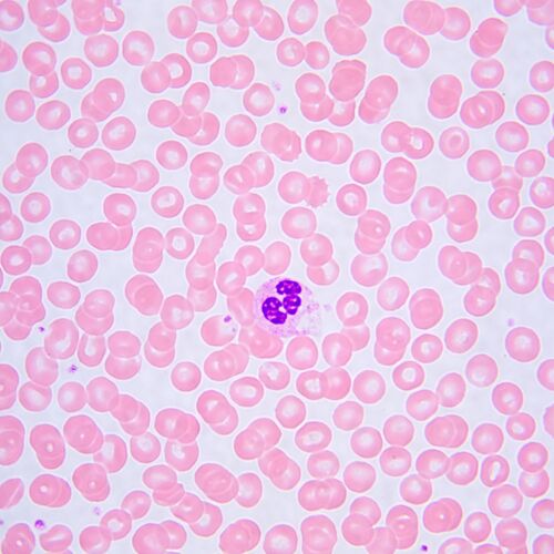 Микроскоп биологический MAGUS Bio 240B, фото , изображение 24