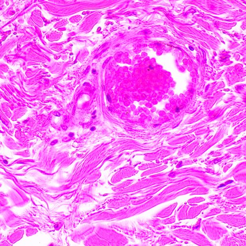 Микроскоп биологический MAGUS Bio 290T, фото , изображение 23