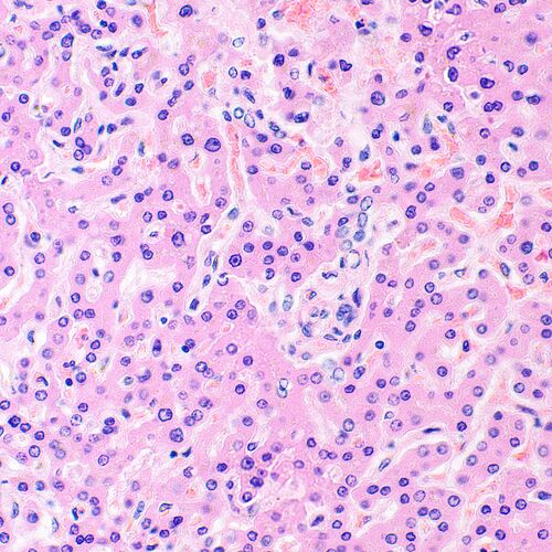 Микроскоп биологический MAGUS Bio 290T, фото , изображение 27