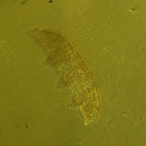 Микроскоп биологический инвертированный MAGUS Bio V360, фото , изображение 23