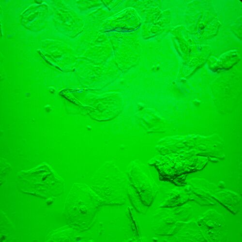 Микроскоп биологический инвертированный MAGUS Bio V360, фото , изображение 24