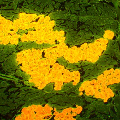 Микроскоп люминесцентный MAGUS Lum 450L, фото , изображение 21