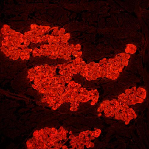 Микроскоп люминесцентный MAGUS Lum 450L, фото , изображение 23