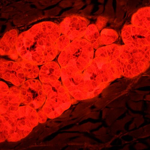 Микроскоп люминесцентный MAGUS Lum 450L, фото , изображение 24