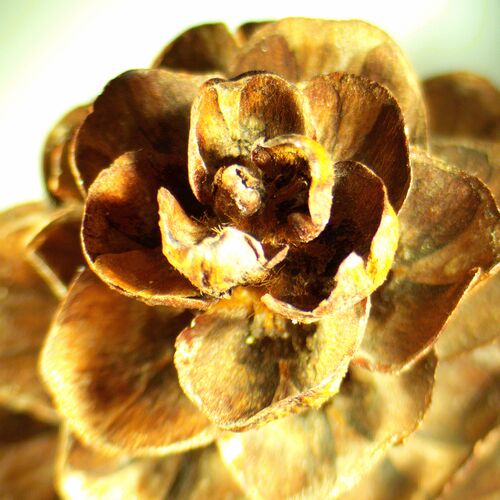 Микроскоп стереоскопический MAGUS Stereo A18T, фото , изображение 18