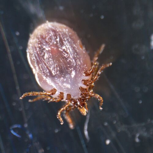 Микроскоп стереоскопический MAGUS Stereo A18T, фото , изображение 20