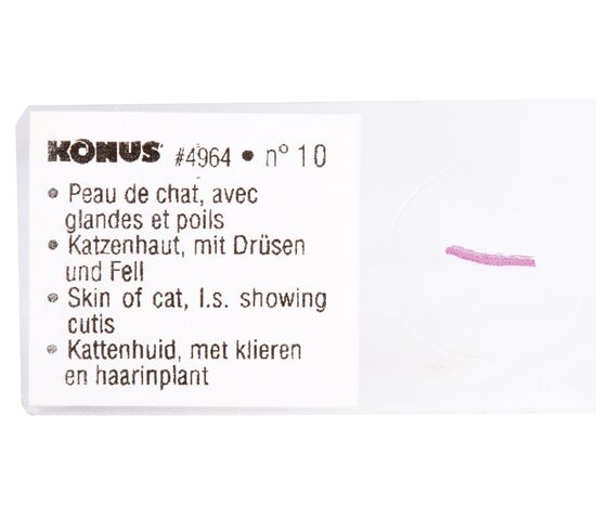 Набор микропрепаратов Konus 10: «Биология» (часть 2), фото , изображение 4