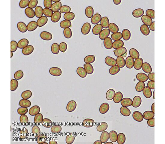 Микроскоп Bresser Researcher Trino, фото , изображение 13