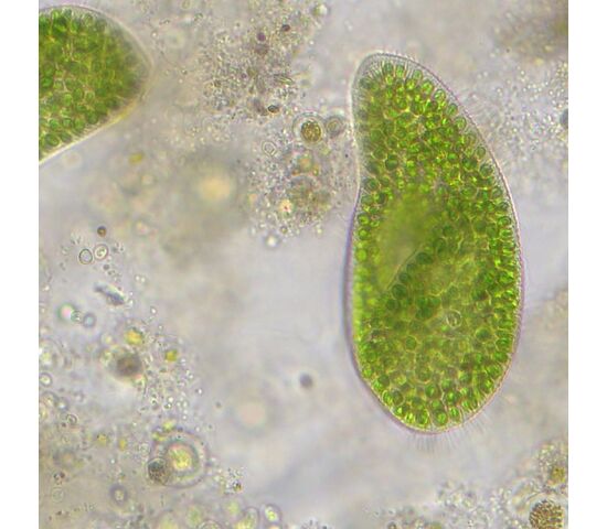 Микроскоп Bresser Researcher Trino, фото , изображение 14