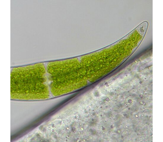 Микроскоп Bresser Researcher Trino, фото , изображение 16