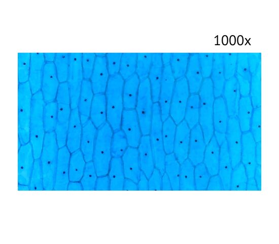 Цифровой микроскоп МИКМЕД LCD 1000Х 2.0LB, фото , изображение 12