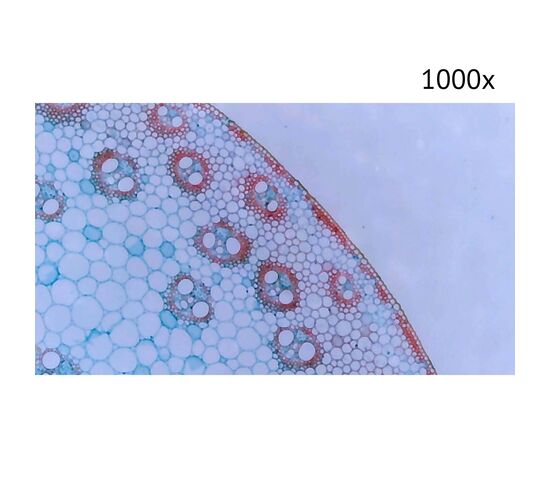 Цифровой микроскоп МИКМЕД LCD 1000Х 2.0LB, фото , изображение 13
