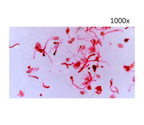 Цифровой микроскоп МИКМЕД LCD 1000Х 2.0LB, фото , изображение 11