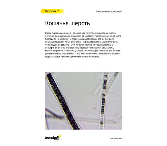 Набор готовых микропрепаратов Levenhuk N80 NG «Увидеть все!», фото , изображение 20