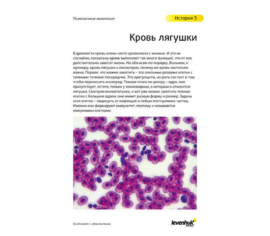 Набор готовых микропрепаратов Levenhuk N80 NG «Увидеть все!», фото , изображение 21