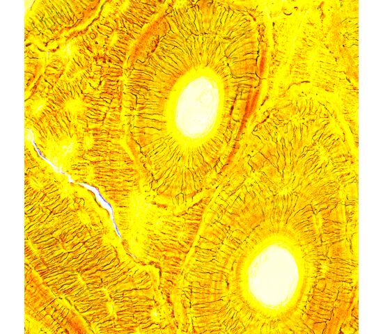 Микроскоп биологический MAGUS Bio 250B, фото , изображение 21