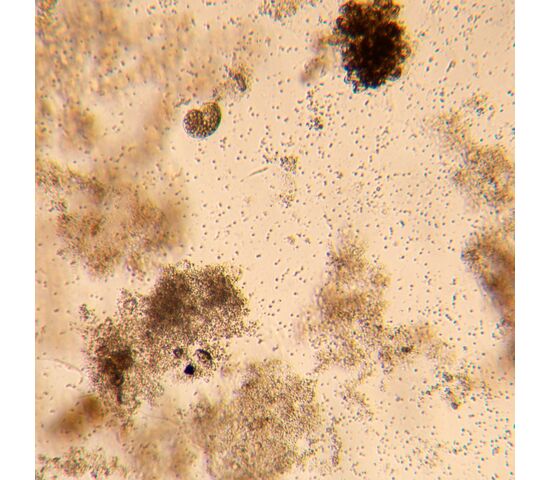 Микроскоп биологический инвертированный цифровой MAGUS Bio VD350, фото , изображение 25