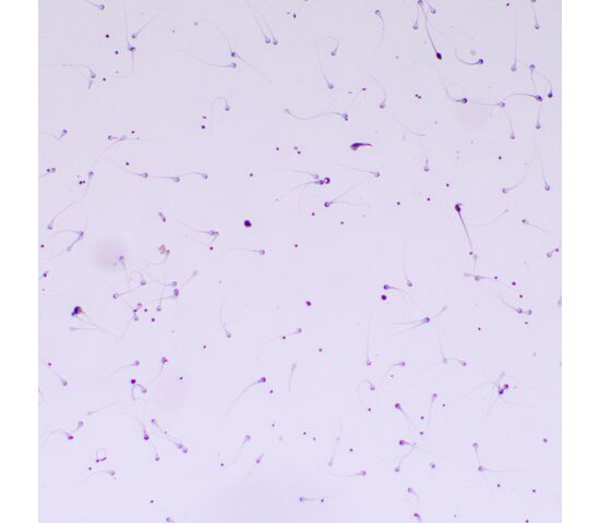 Микроскоп биологический MAGUS Bio 260T, фото , изображение 21