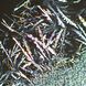 Устройство простой поляризации MAGUS SPD3, фото , изображение 6